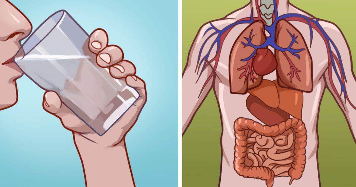 He aquí por qué beber agua es lo mejor que puedes hacer por tu cuerpo